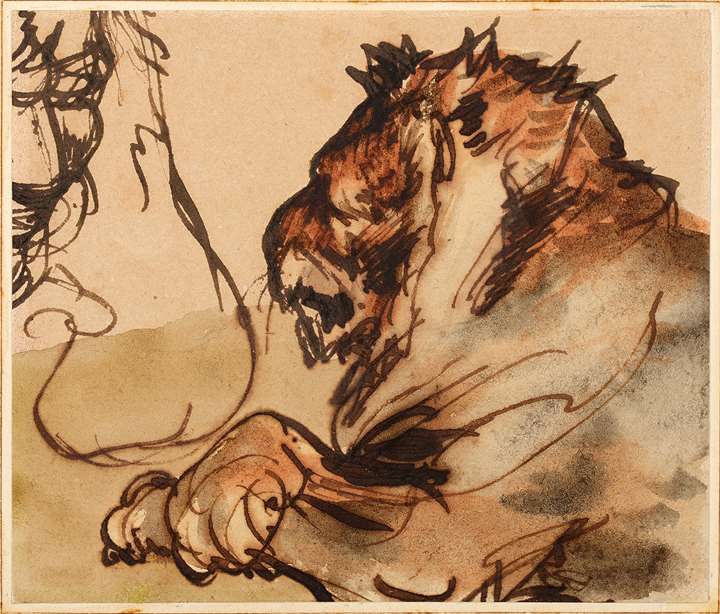 Study of a Lion at Rest